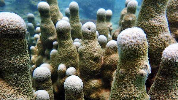 Pillar Coral