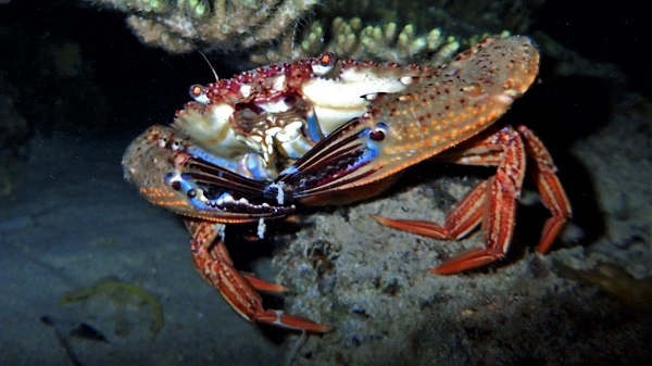 Blue Swimming Crab