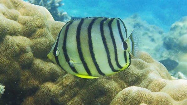 Eight-banded Butterflyfish
