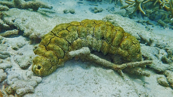 Golden Sea Cucumber