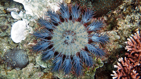 Crown-of-thorns