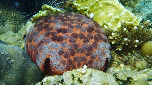 Red Cushion Seastar