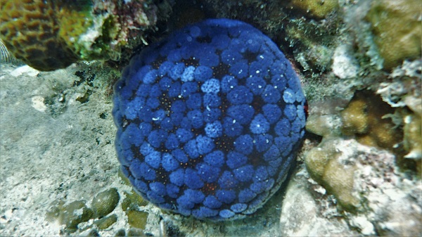 Purple Cushion Seastar