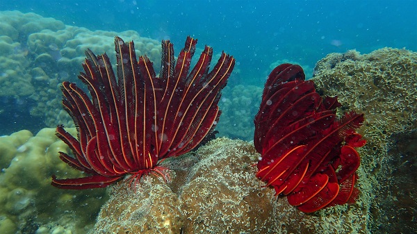 Red Feather Star