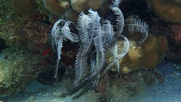 Feather Star