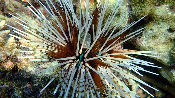Banded Sea Urchin