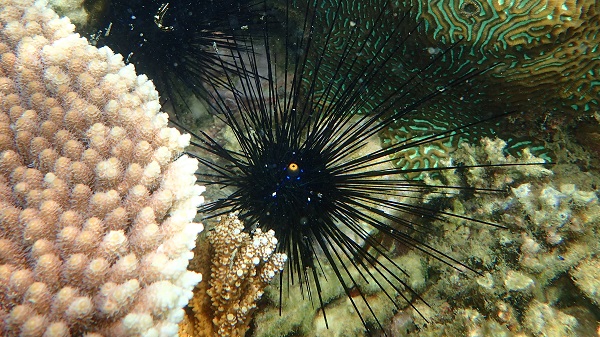 Sea Urchin