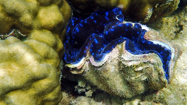Giant Clam