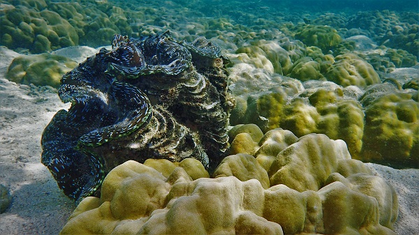 Giant Clam