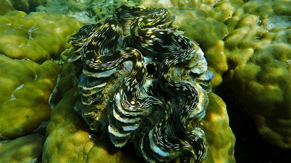 Giant Clam