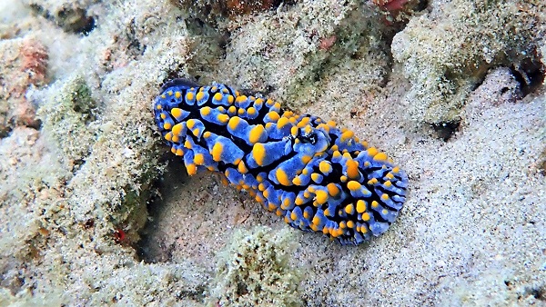 Phyllidia elegans