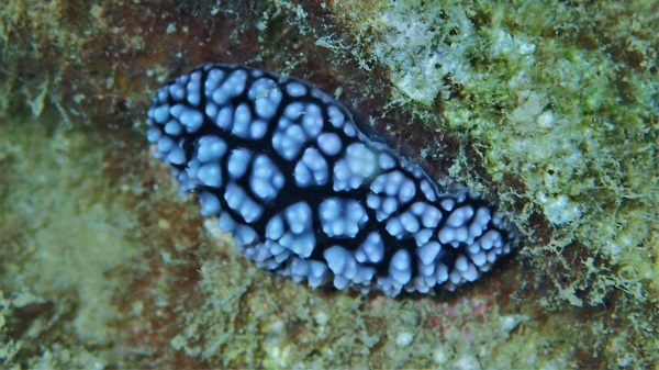 Phyllidia pustulosa
