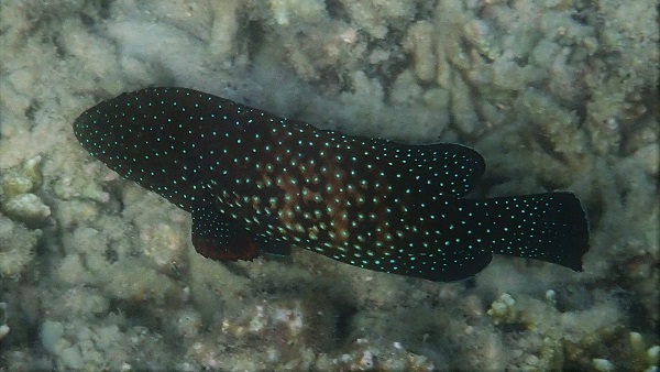 Blue-spotted Grouper