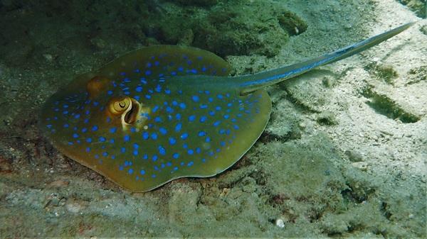 Blue-spotted Ribbontail Ray