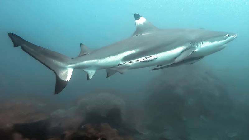Blacktip Reef Shark