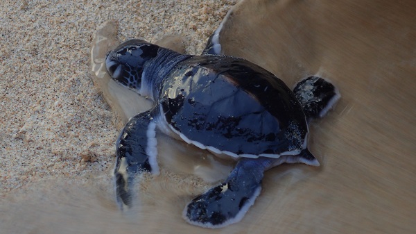 Green Turtle