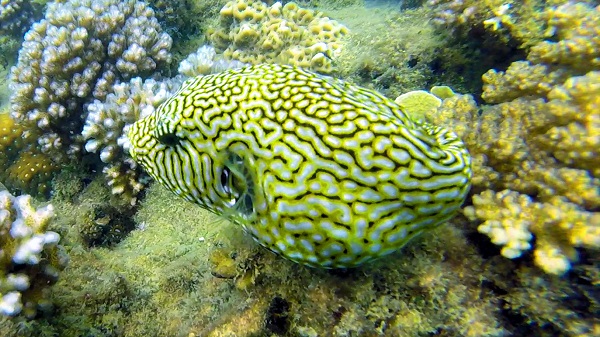 Map Pufferfish