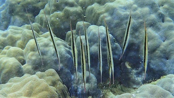 Razorfish