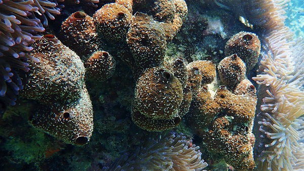 Brown Sponge