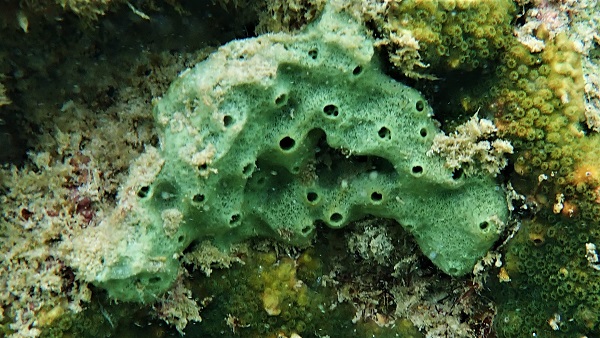 Green Sponge