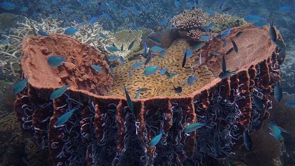 Giant Barrel Sponge