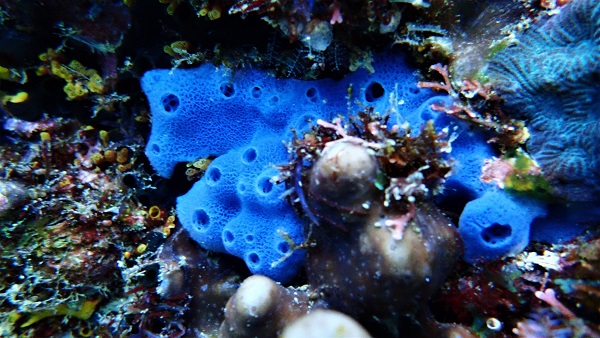 Blue Sponge