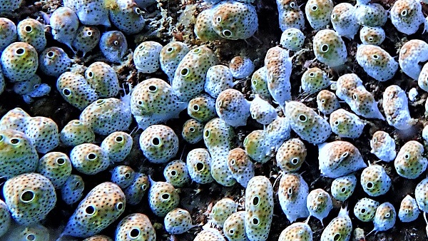 Colonial Ascidian Squirt