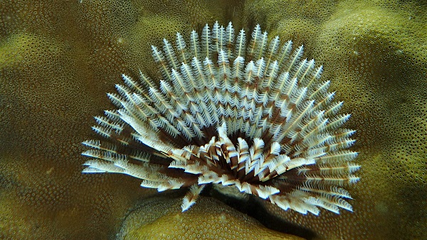 Feather Duster Worm