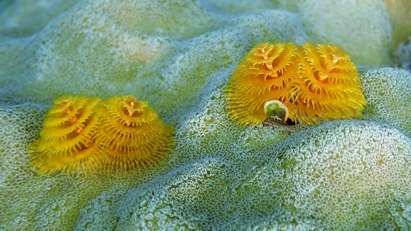 Christmas Tree Worm
